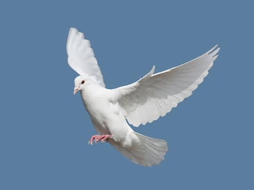 鸽子