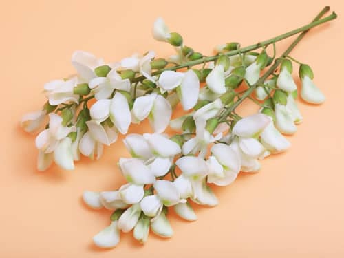 洋槐花